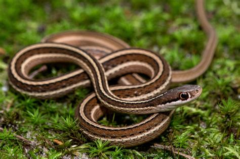 Eastern Ribbonsnake | South Carolina Partners in Amphibian and Reptile ...