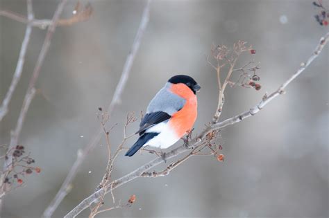 Eurasian Bullfinch on Behance