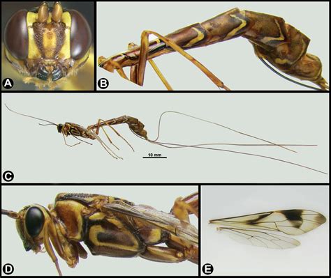 Key to the species of Megarhyssa (Hymenoptera, Ichneumonidae, Rhyssinae ...