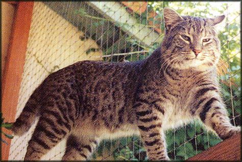 Common Questions About Pixie Bob and Savannah Cats