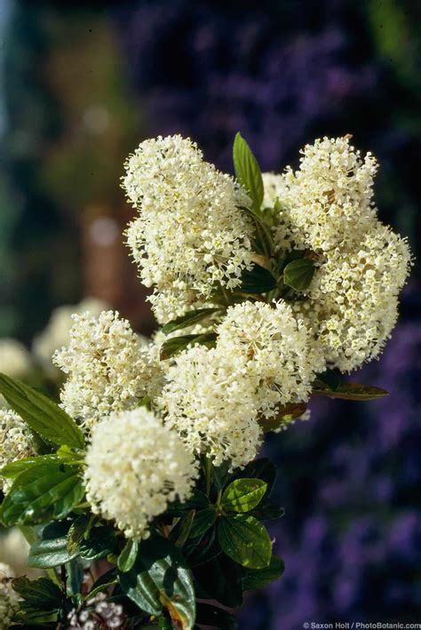 Ceanothus - Summer-Dry | Celebrate Plants in Summer-Dry Gardens