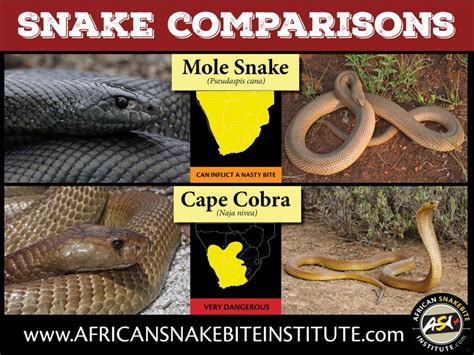 Snake Comparison - Mole Snake vs Cape Cobra - African Snakebite Institute