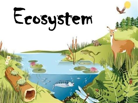 6.12EF Biotic and Abiotic Factors/Ecosystems Diagram | Quizlet