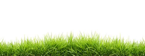 15,436,443 BEST Grass IMAGES, STOCK PHOTOS & VECTORS | Adobe Stock