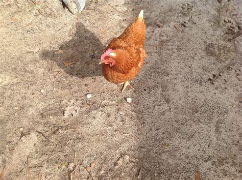 Balding chicken head | BackYard Chickens - Learn How to Raise Chickens