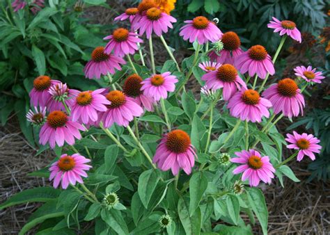 Plan to include purple coneflowers in gardens | Mississippi State ...