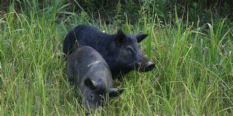 Wild pigs on the Big Island of Hawaii – friend or foe? - Horizon Guest ...