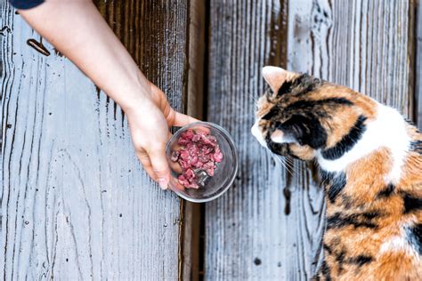 Should You Feed Stray Cats?