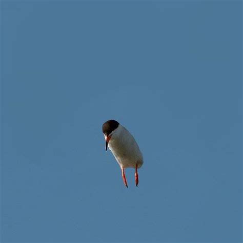 Birds without wings are my new favourite thing : r/funny