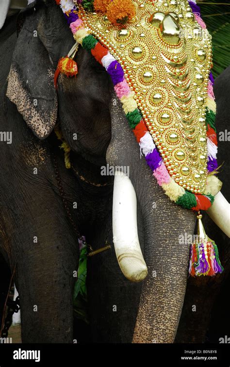 A decorated elephant during the Temple festival kerala India Stock Photo, Royalty Free Image ...