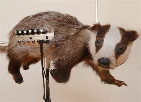 This Dead Badger Is A Theremin | Telekom Electronic Beats