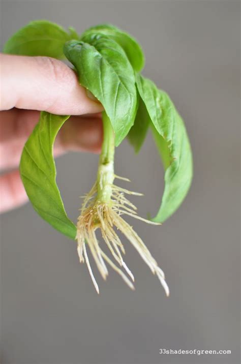 How to Propagate Basil Propagate Basil, Growing Basil, Growing Dahlias, Planting Herbs ...