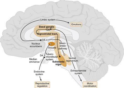 Drugs Used in the Treatment of Parkinson’s Disease | Basicmedical Key