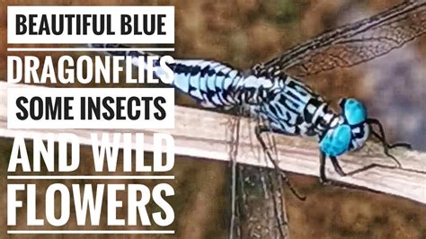 Beautiful Blue Dragonflies, Some Insects and Flowers @COJ.Island - YouTube