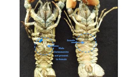 Crayfish Swimmerets Male Vs Female