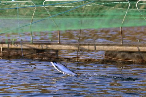 Scots Say Farmed Salmon Is Ruining Their Environment | by Michael Scaturro | Heated