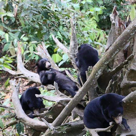 BORNEAN SUN BEAR CONSERVATION CENTRE - All You MUST Know Before You Go ...