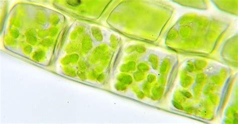 Chloroplast In Plant Cell Under Microscope - Organelles Join Mitochondria In Signalling Pathways ...