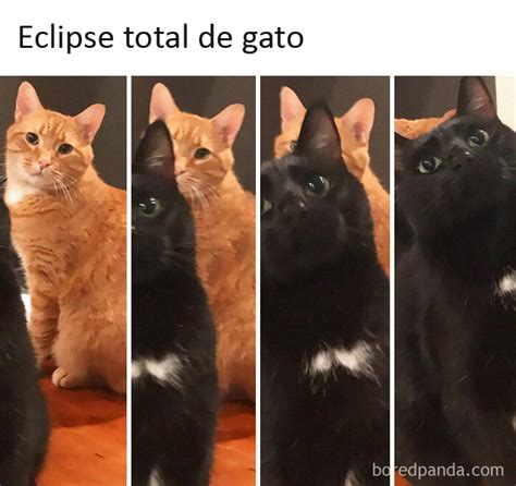 Gato Confundido Meme : 20 Memes De Gatos Creados Claramente Por Gente ...