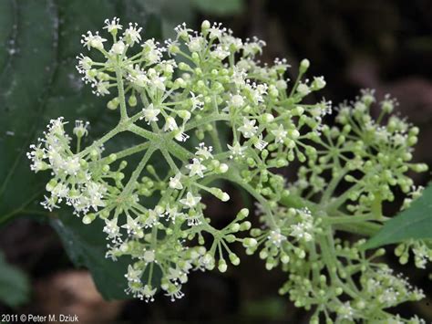 Aralia racemosa (Spikenard): Minnesota Wildflowers