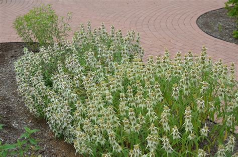 Monarda punctata | Kiefer Nursery: Trees, Shrubs, Perennials