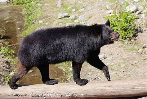 Bears in Big Bear Lake: The Wildlife of Southern California