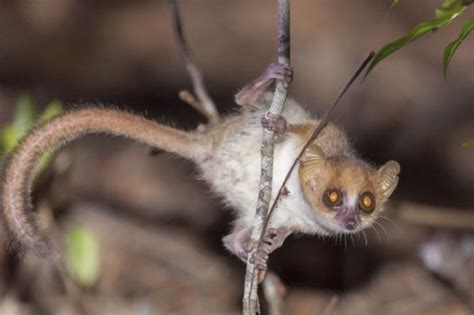 Madame Berthe's Mouse Lemur [IMAGE] | EurekAlert! Science News Releases