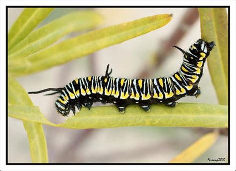 Danaus Chrysippus 23-01-10 -Oruga - Eruga - Caterpillar | Flickr