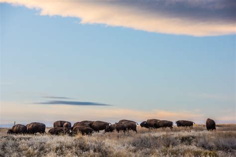 Need for Increased Bison Conservation - The National Wildlife Federation Blog