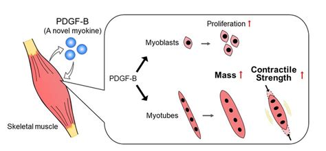 Scientists discover secreted protein helps bo | EurekAlert!