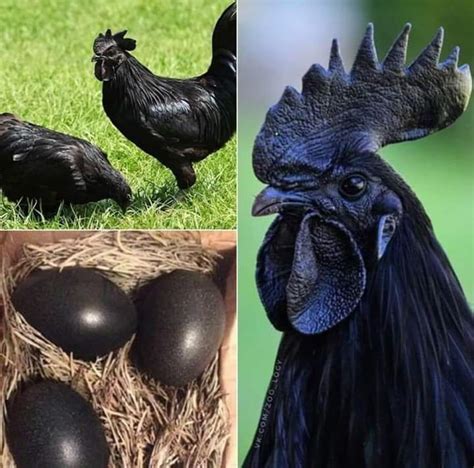 Very Rare Chicken Breeds