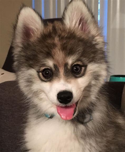 Norman the Pomeranian Husky Puppy Is One Tiny Pomsky That Will Melt Your Heart