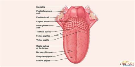 Diagram of tongue