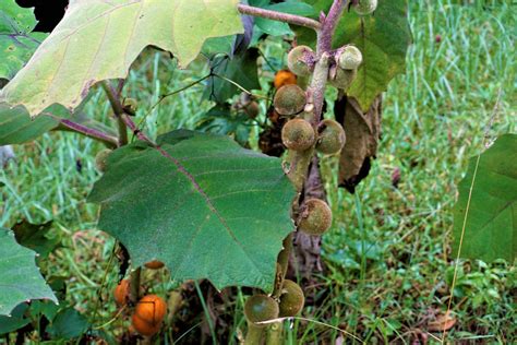 Start Your Garden Journey with Our Fresh and Nutritious Naranjilla Seeds (Solanum Quitoense ...