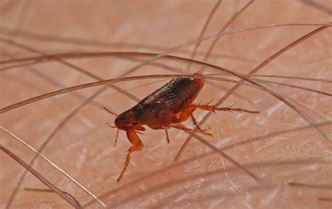 Top 8 Flea Home Remedies | Pest Control Tips