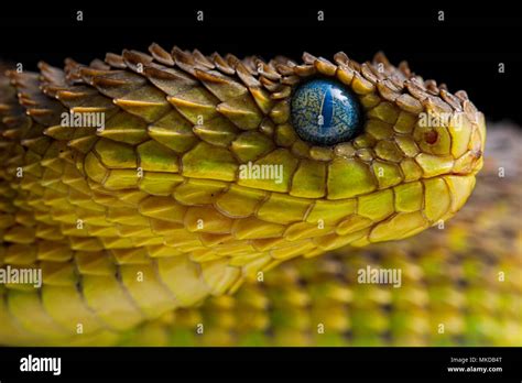 Portrait of Bush viper (Atheris squamigera) on black back ground Stock ...