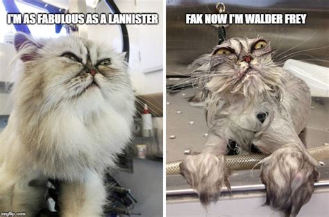 Lannister Cat - Imgflip