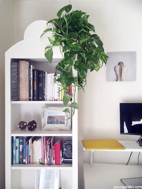 New To Gardening? 11 Reasons Why Pothos Is The Houseplant For You