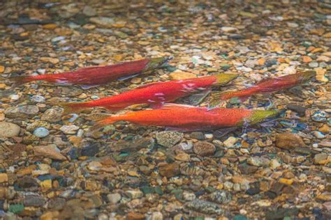 Everything You Need to Know About Kokanee Salmon Colorado - Guide ...