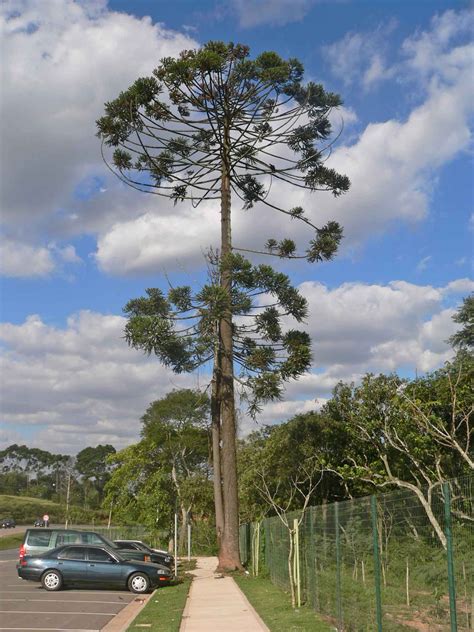 Plant World: Araucaria angustifolia