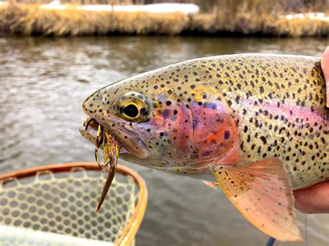 South Fork of the Snake River Fly Fishing Report in Eastern Idaho ...