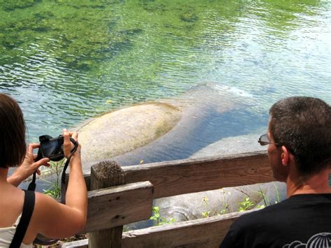 March 19, 2008 - Manatees at Homosassa Springs SP