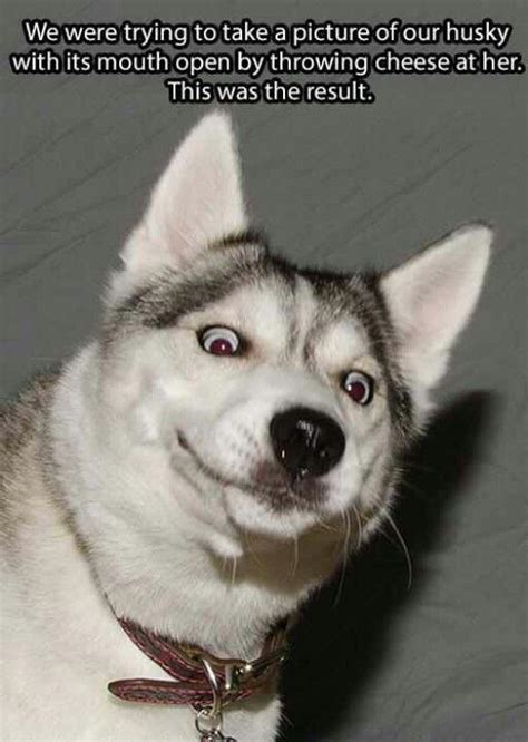 So funny | Funny dog faces, Funny dogs, Husky funny