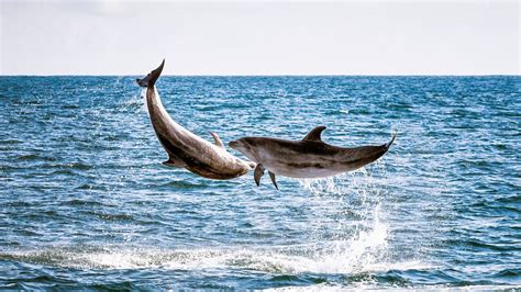 Dolphins and humans: 17 surprising similarities; dialects, raise young