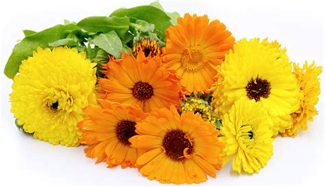 Calendula Flowers Information and Facts