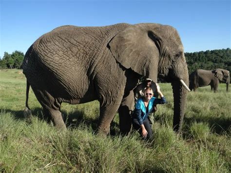 Knysna Elephant Park - Aktuelle 2021 - Lohnt es sich? (Mit fotos)