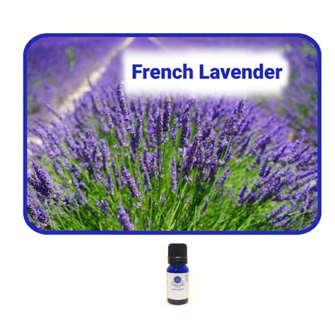 French Lavender Essential Oil - Essentially Grateful