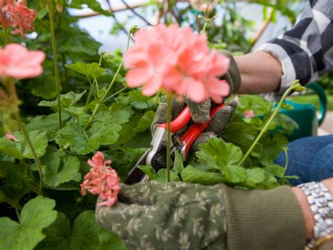 Prune and Deadhead Your Geraniums | DIY