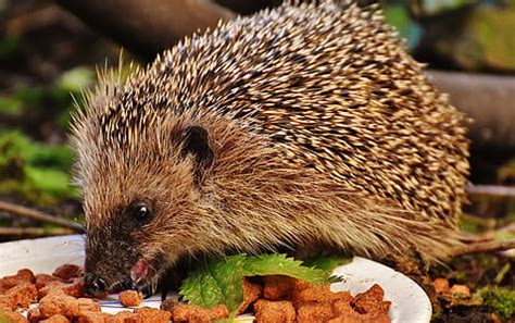 Royalty-Free photo: Brown hedgehog eating nuts | PickPik