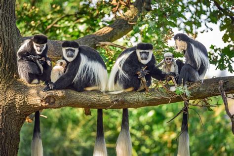 A troop of Mantled guereza monkeys with two newborns - Species360